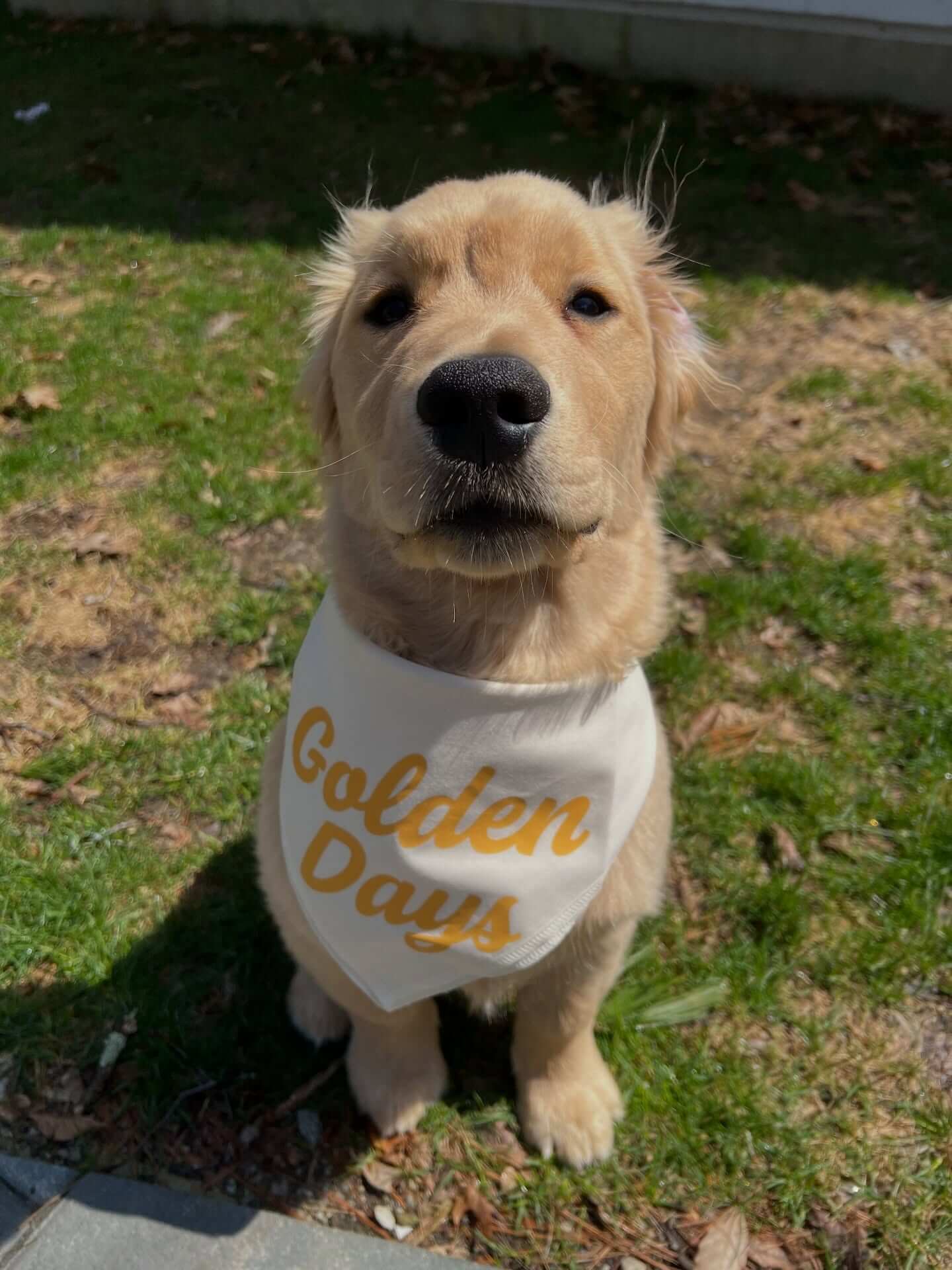 Golden Days can