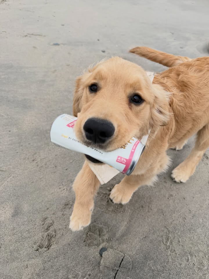 Golden retriever puppy carrying a Golden Days drink can on the beach